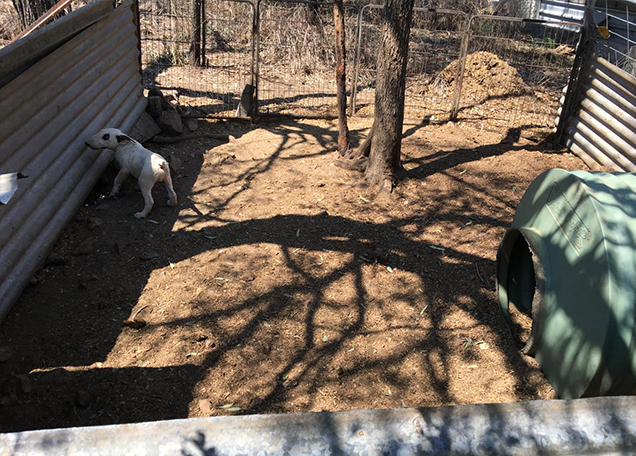 rspca inspectors charge bull terrier breeder 2019